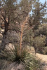 SmugMug > keywords > rocks > Yucca with dead bloom stalk, in the shadow of a pinyon pine.

Hidden Valley,
Joshua Tree National Park,
Southern California.