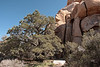 SmugMug > keywords > rocks > Small areas of the valley floor get enough moisture to support medium sized trees and shrubs, and take on the appearance of oases.  I believe the tree in this picture is a pinyon pine.

Hidden Valley,
Joshua Tree National Park,
Southern California.
