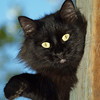 SmugMug > keywords > november > PJ-Attack CAT!