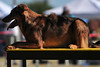 SmugMug > all-time keyword > apache > New Mexico photo