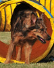 SmugMug > all-time keyword > apache > New Mexico photo