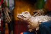 SmugMug > keywords > fido > Nederland-Groningen-Selwerd-park selwerd photo