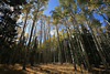 SmugMug > keywords > grove > For Mary photo