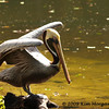 SmugMug > all-time keyword > animal > Brown Pelican was posing for the camera at the Palm Beach Zoo