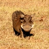SmugMug > keywords > warthog > Warthog