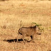 SmugMug > keywords > warthog > Warty