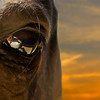 SmugMug > all-time keyword > eye > horses eyes
