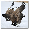 SmugMug > keywords > animals > Canada Goose