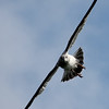 SmugMug > all-time keyword > coast > Seagull flying off the coast of San Francisco