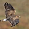 SmugMug > all-time keyword > harrier > Northern Harrier (female) banking position
(C) Arash Hazeghi, all rights reserved.