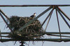 SmugMug > keywords > osprey > OSPREY - near Lake Mazinaw, Ontario - August 2009
