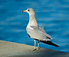 SmugMug > keywords > ring > Ring-billed Gull on Boynton sea wall