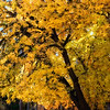 SmugMug > all-time keyword > grove > Beautiful, bright yellow, American Basswood tree (Tilia americana).  This tree is located in the Cuyahoga Valley National Park in Ohio.  This tree is in the linden family.  An artistic glow has been added to this  image.