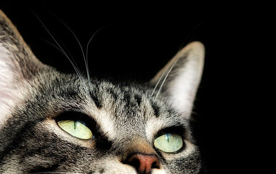 Evanston Cats photo