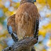 SmugMug > all-time keyword > hawk > San Antonio de Padua >  hawk  061