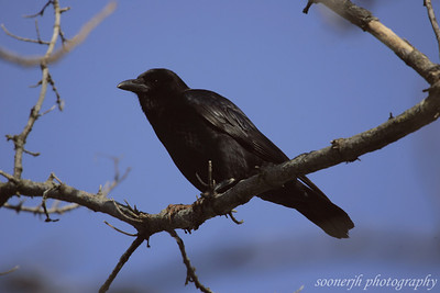 More Bird Pics photo
