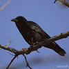 SmugMug > keywords > crow > More Bird Pics photo