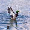 SmugMug > all-time keyword > takeoff > Pelicans >  landing or takeoff
