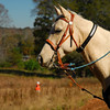 SmugMug > keywords > handler > Jersey, GA (Walton County) November 2009