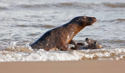 Seals at Donna Nook photo