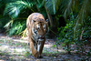 SmugMug > keywords > jason > Bengal Tiger
Visual Jason exclusive nature photographs