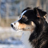 SmugMug > keywords > shepherd > Dogs photo