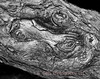 SmugMug > all-time keyword > rough > Shape of a dog bone appears in bark of tree at Cheesequake Park, Old Bridge New Jersey in October 2009