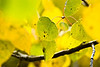 SmugMug > all-time keyword > trees > An aspen leaf near Golden Gate Canyon state park. 

This one is a finalist in the Mike’s Camera Fall Colors contest. It’ll be up at FLASH Gallery for the juried part of the competition on Friday 11/20/2009.