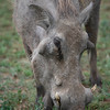 SmugMug > keywords > warthog > Dubai, Kenya, Tanzania photo