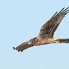 SmugMug > keywords > harrier > BPN photo