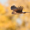 SmugMug > keywords > harrier > BPN photo