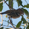 SmugMug > keywords > possible > Possible Rose-breasted Grosbeak