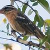 SmugMug > keywords > possible > Possible Rose-breasted Grosbeak
