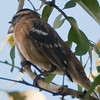 SmugMug > keywords > possible > Possible Rose-breasted Grosbeak