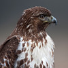 SmugMug > keywords > distance > Midwest Photo Safari >  RTH mid distance-1
