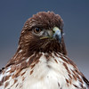 SmugMug > keywords > distance > Midwest Photo Safari >  RTH mid distance semi-side