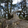 SmugMug > keywords > fallen > Also Shared on Flickr >  Fallen Tree