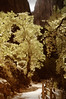 SmugMug > keywords > rees > 2009 Zion
