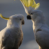 SmugMug > keywords > wing > Cockatoos, New South Wales, Australia.