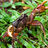 SmugMug > keywords > taking > A landcrab takes a defensive posture.

Location: Santo island, Vanuatu

Lens used: 70-200mm f2.8 IS w/2.0x extender