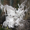 SmugMug > keywords > very > Current Month, January 2010 photo