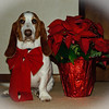 SmugMug > keywords > thanksgiving > Holiday Cards photo