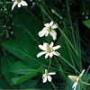 SmugMug > all-time keyword > upper > 5/18/02 Yerba Mansa (Anemopsis californica). Upper Newport Bay Ecological Reserve, Newport Beach, Orange County, CA