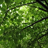 SmugMug > all-time keyword > light > DAPPLED
Photo by Elyse Hoyt ©Thru Her Eyes Images™