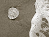 SmugMug > keywords > uncover > Seashore Discovery - sand dollar on beach.  The "XLarge" and smaller photo sizes are FREE for any personal use (under a Creative Commons license). Click the "Buy" or shopping cart button (above the image) to purchase prints or downloads. PRICING: 1-megapixel Personal downloads are $4.95; 4-megapixel Personal downloads are $49.95; 1-megapixel Commercial downloads are $49.95, 4-megapixel Commercial downloads are $199.95; NOTE: Free personal use requires a photo credit to my company, ''The Stock Solution'', and link to that Web site if you use the image on a personal Web site.