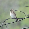 SmugMug > keywords > rough > northern rough-winged swallow