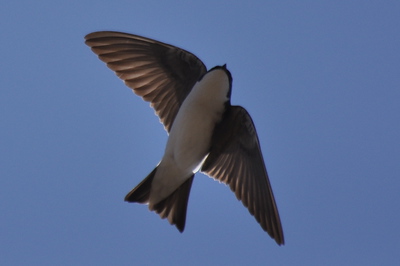  > tree swallow