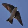 SmugMug > keywords > swallow > tree swallow