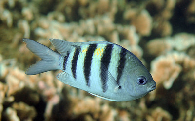 Roatan >  Sergeant Major2