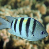 SmugMug > all-time keyword > major > Roatan >  Sergeant Major2